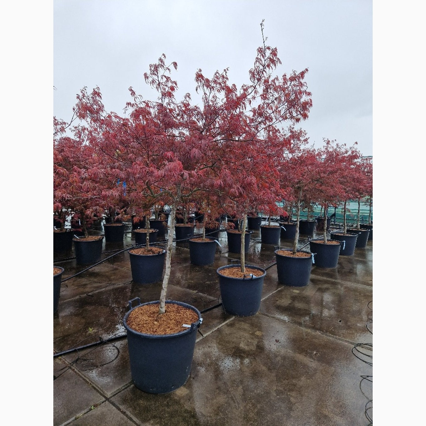 Japansk lönn – Acer pal. 'Tamukeyama' - C110 150-175 CM